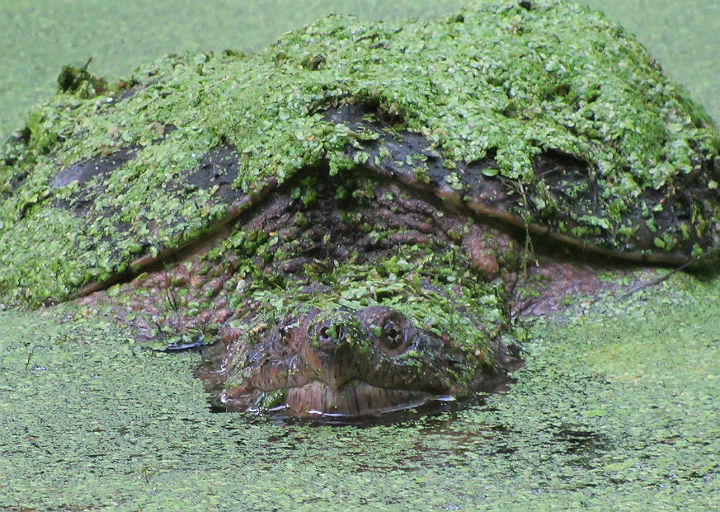 Common Snapping Turtle